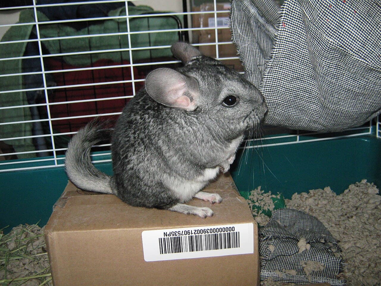Chinchilla