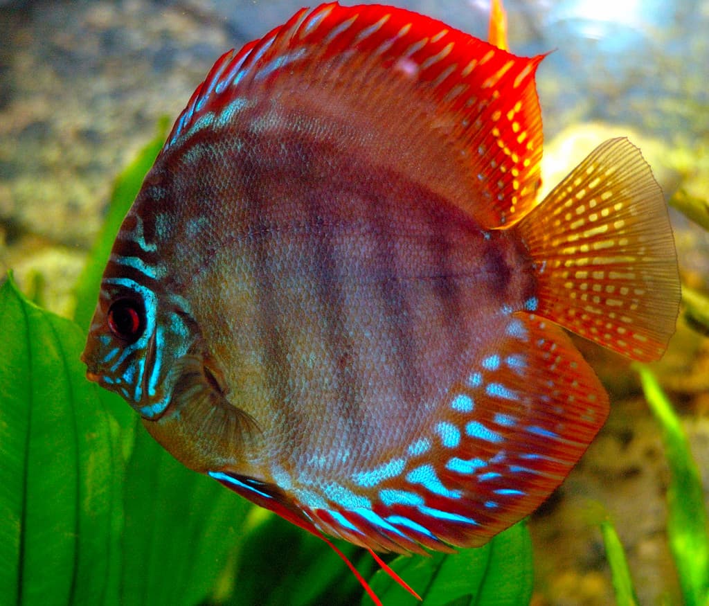 Diskusfisch