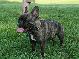 Französische Bulldogge