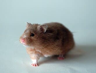 Goldhamster