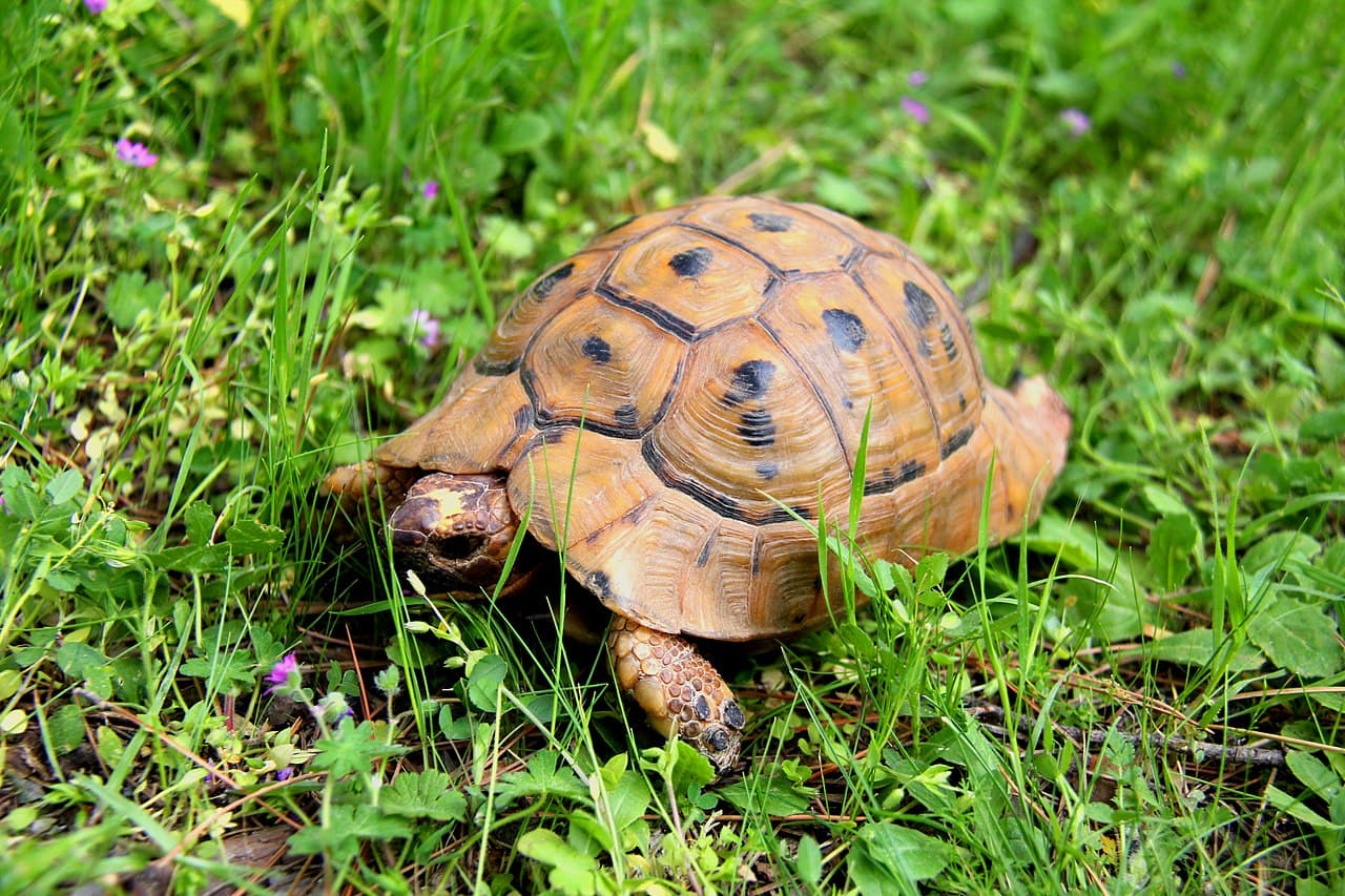 Griechische Landschildkröte