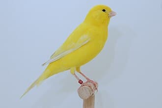 Kanarienvogel