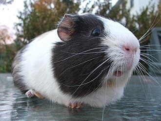 Meerschweinchen
