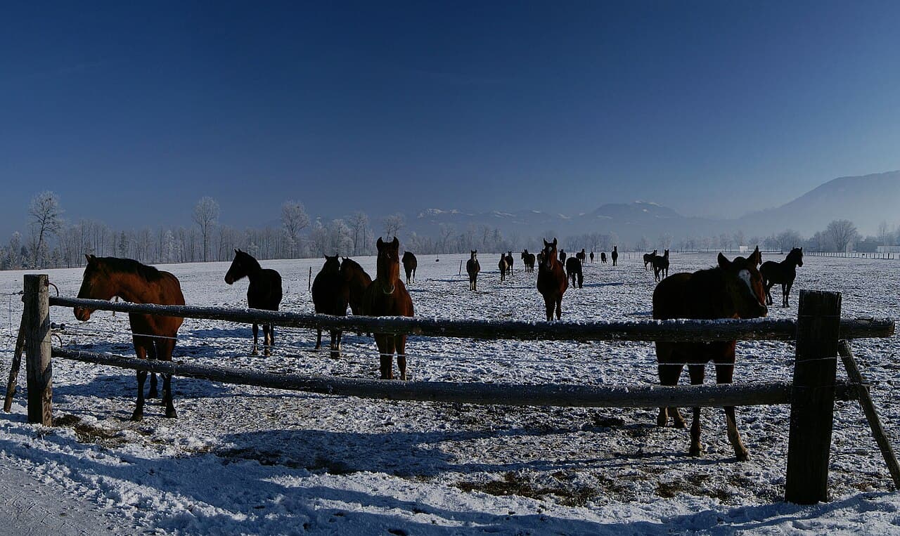 Schweizer Warmblut