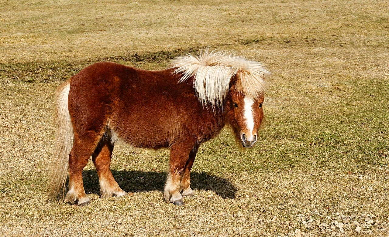 Shetlandpony