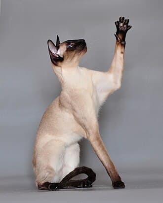 Chat siamois
