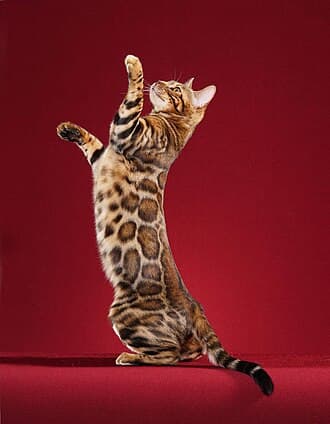 Chat bengal