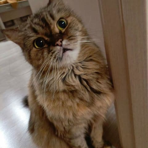 Neugierige Katze